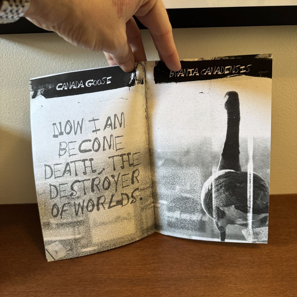 Black and white zine about canada geese