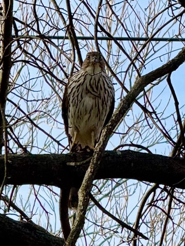 cooper's hawk