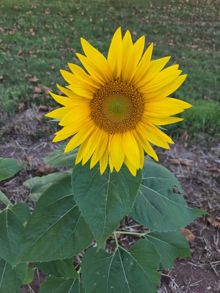 Sunflower 