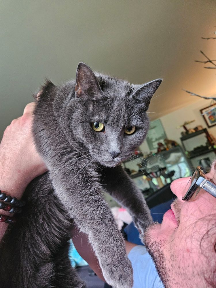 A charcoal grey cat looks pleadingly at the camera while being held up Simba-style by a man. The man is smiling at the cat in a mischievous way.
