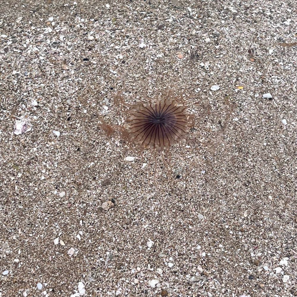 アカクラゲ
毒がある