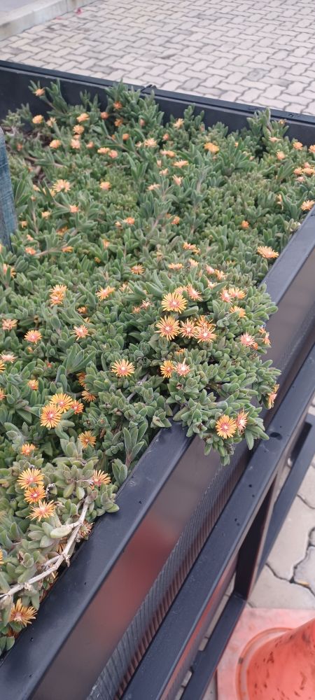 I've seen their name before but forgotten 