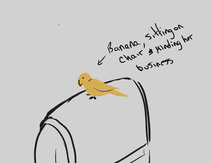 a little yellow bird named banana sitting on the back of a chair, minding her business