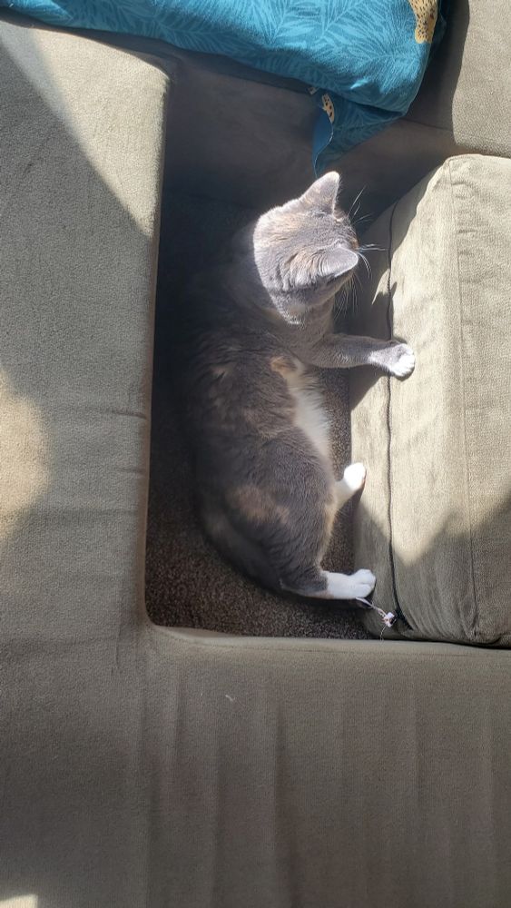 Cat in a rectangular hole in a couch, watching flies