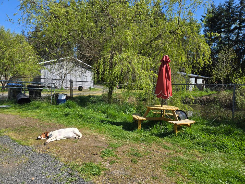 A white dog with brown head lays on the ground. Behind her is a picnic table, lots of green grass and blue skies, and a big weeping willow tree leaning out over a small pond.