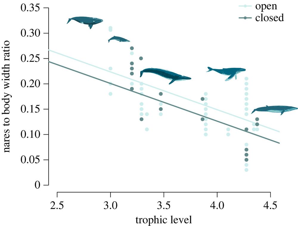 Whale nostril spacing allometry against the trophic level