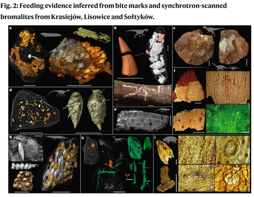 Feeding traces from bite marks and bromalites.