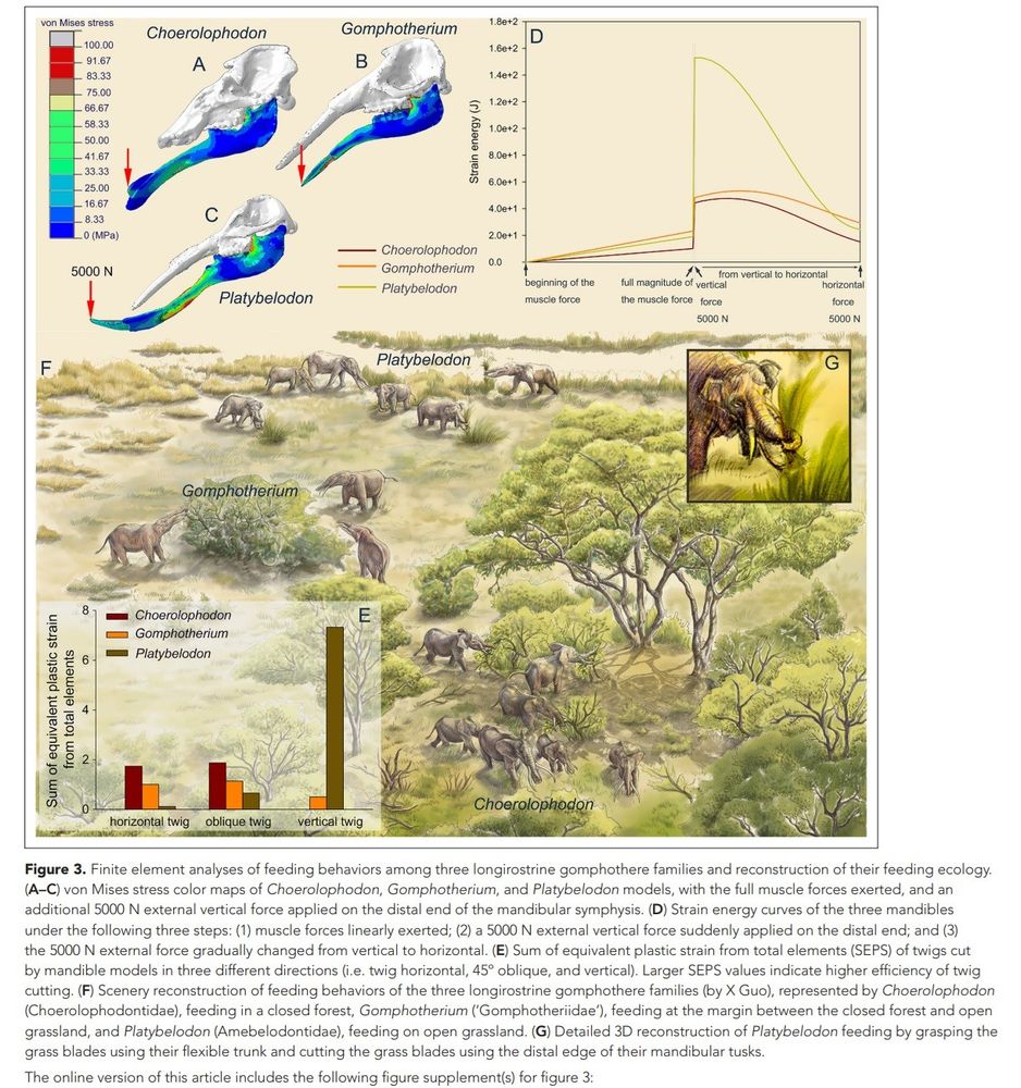 Gross functional transition in elephants