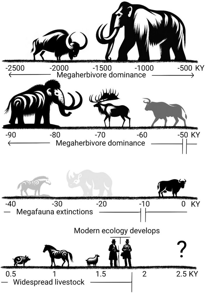 The role of dissapeared megafauna in shaping ecology