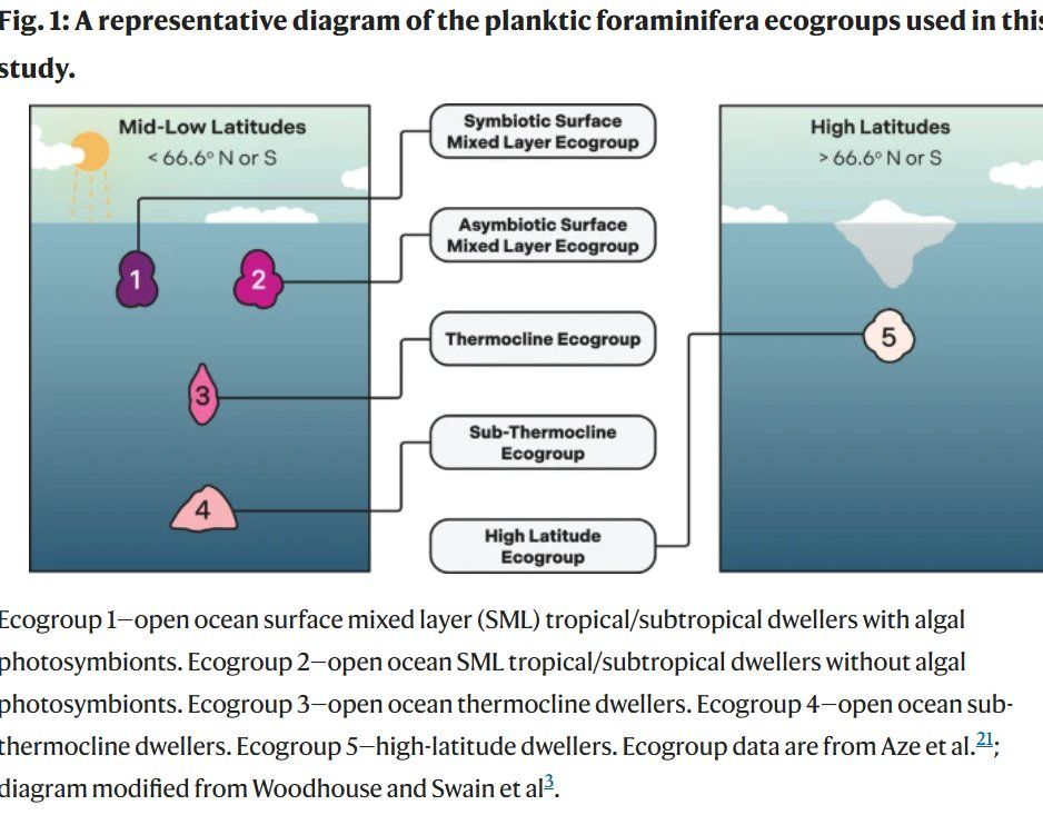 Planktonic foraminifera ecogroups discussed in the paper.