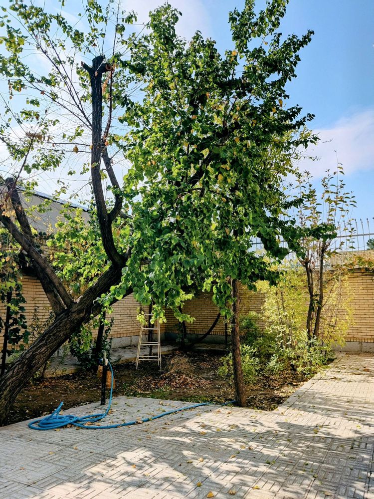 Photo of a backyard with sunlight and a kitten playing in yard