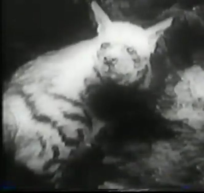 A dog has been painted to look like a wolf or hyena looks out from a den or nest.