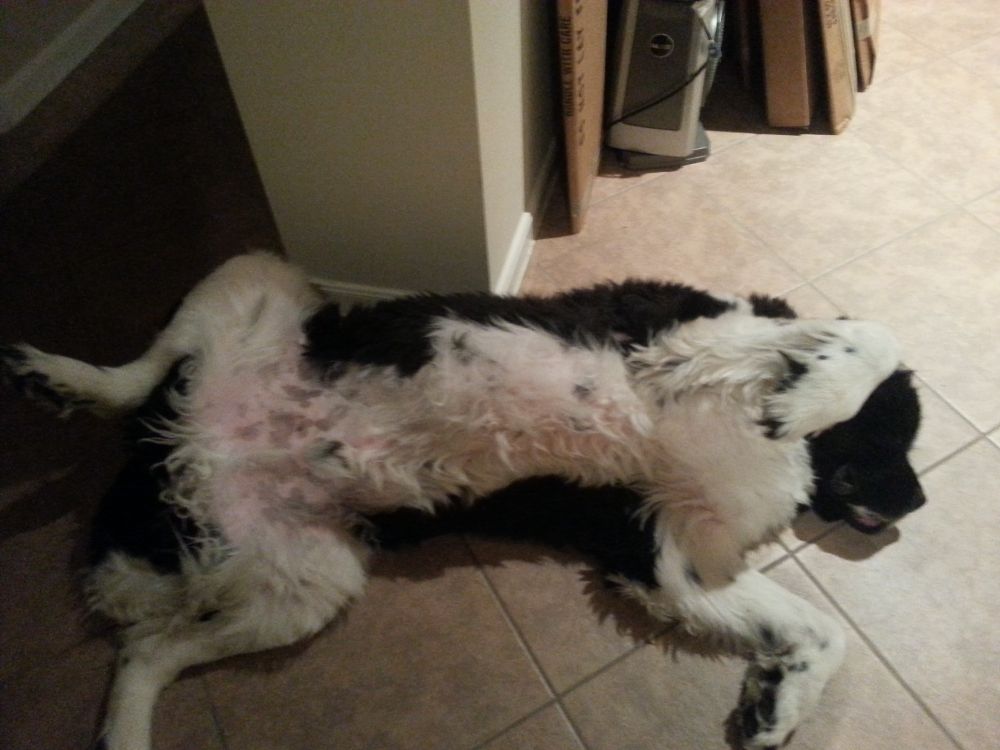 An enormous black-and-white (Landseer) Newfoundland dog lying on his back on a tile floor. 