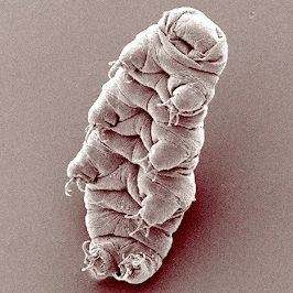 A tardigrade, a microscopic creature with four pairs of legs, positioned as if it is standing up and looking happy. 