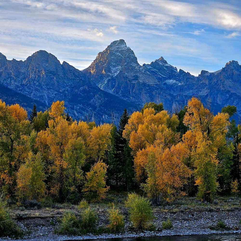 A photo taken from along the Snake River, with autumn trees in the foreground and the Teton mountain range in the background. Clouds cover the sky.