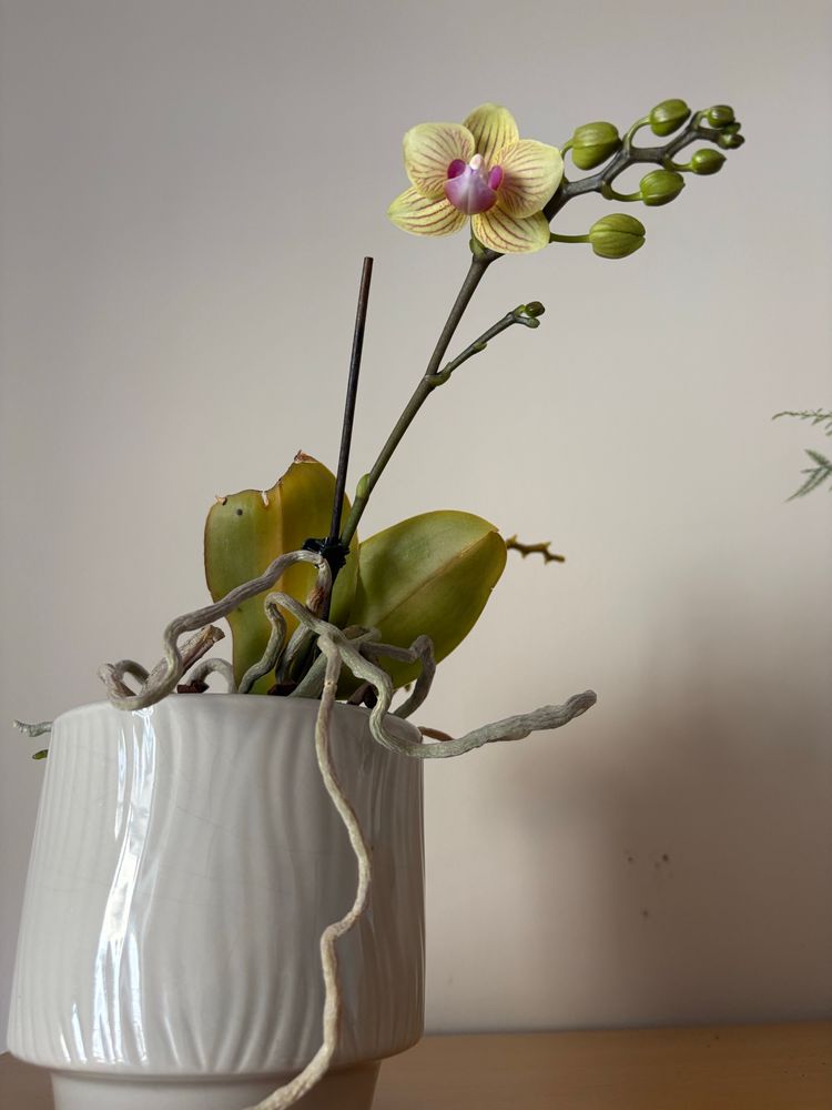 Orchid in flower in a white pot.