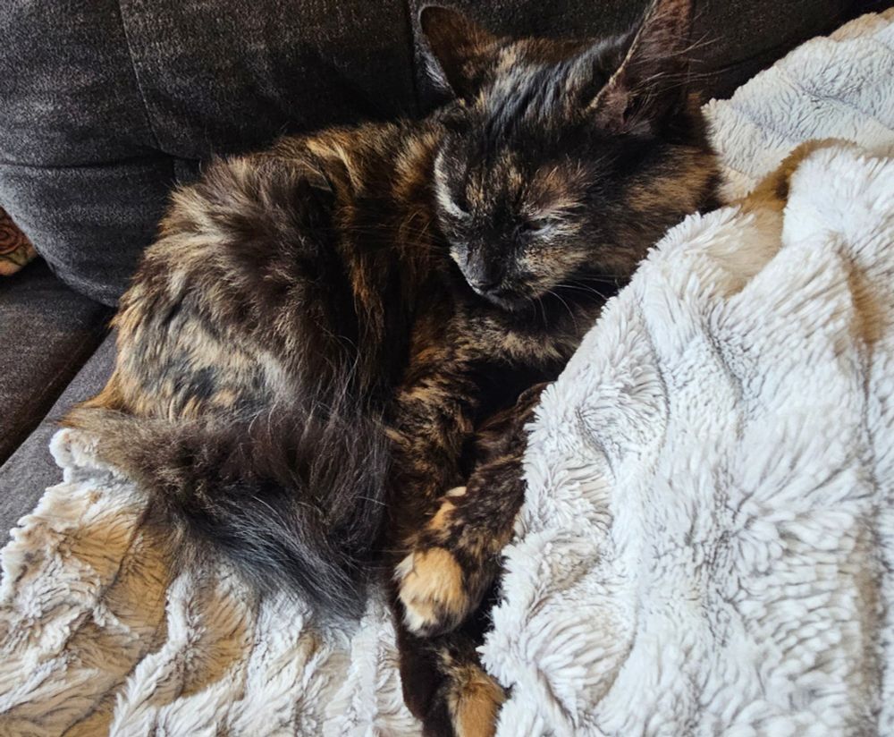 A medium haired tortoiseshell cat curls up on a blanket with her owner. 