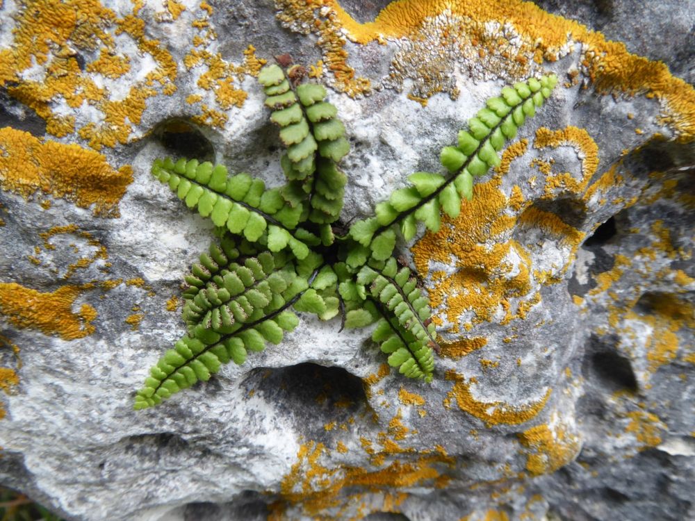 Photo d'une roche claire parsemée de lichens jaunes sur laquelle pousse une fougère dite "capillaire des murailles". Elle ressemble à une sorte d'étoile de mer avec plusieurs rangées de bras, chacune étant bordée par deux rangées de petites feuilles vertes.
Asplenium trichomanes subsp. pachyrachis, observé lors de la 153e session extraordinaire en Charente. Photo : PAP