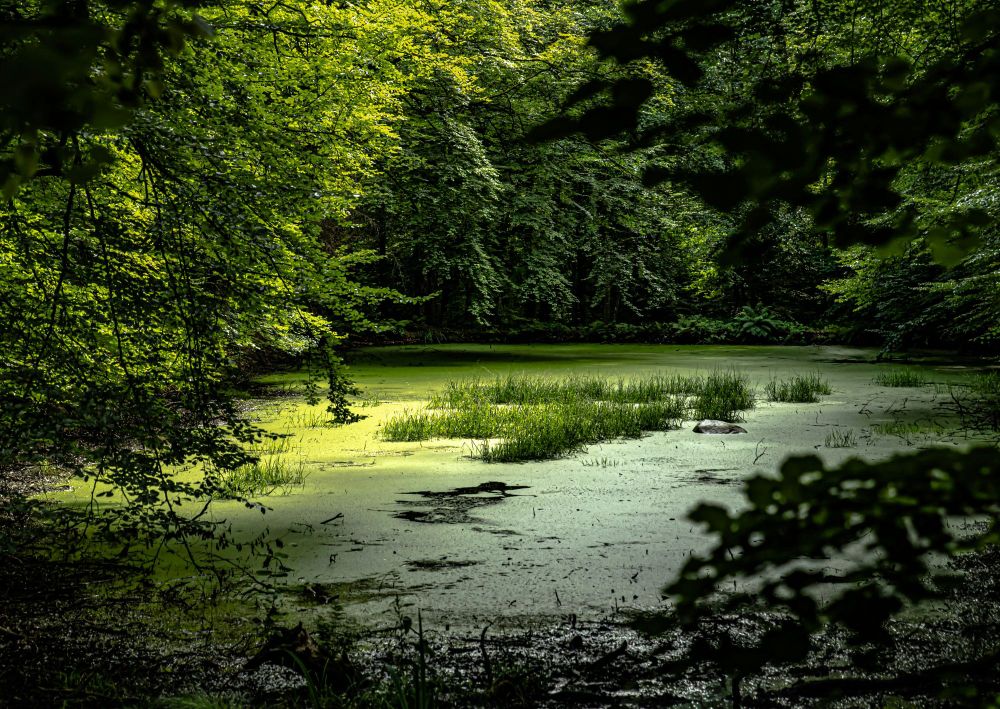 Photo d'un plan d'eau recouvert de nombreuses plantes et entouré par des arbres, avec une lumière très douce.
Par Håkon Grimstad, via Unsplash