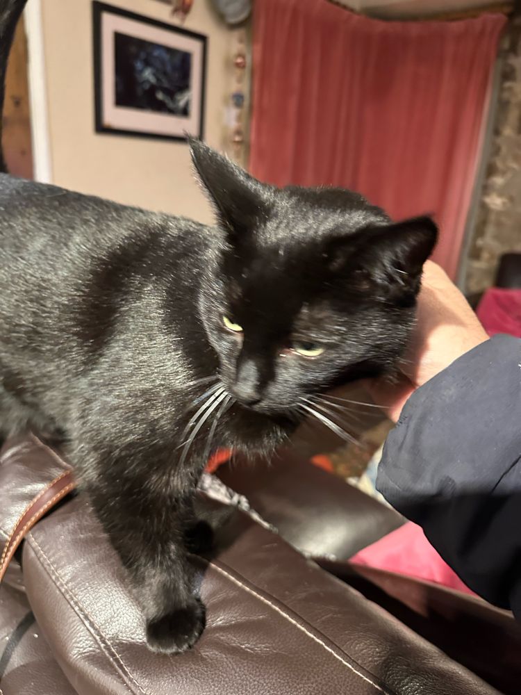 Black cat demanding scritches.