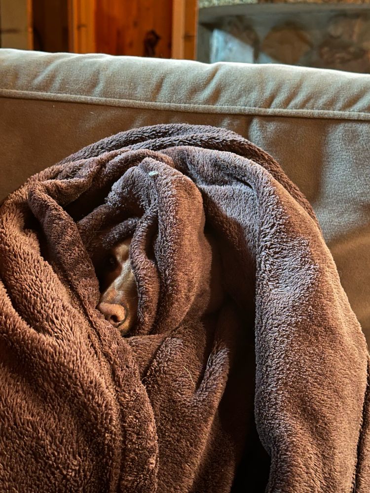 A brown weenie dog wrapped in a brown blanket with just her snoot sticking out