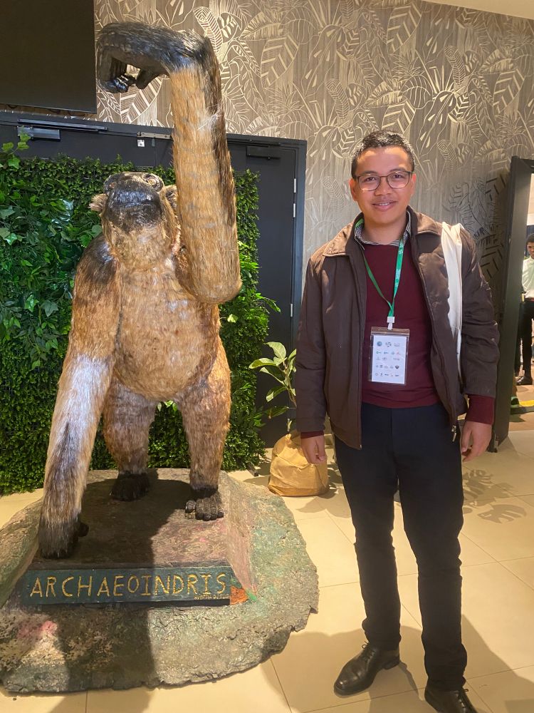 A side by side photo of a man and a reproduction of archeoindris a extinct primate of Madagascar 