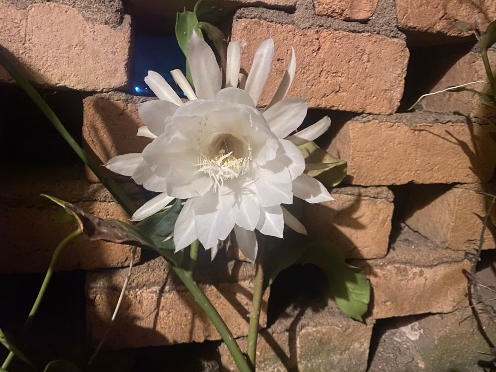 A white flower blooming at night