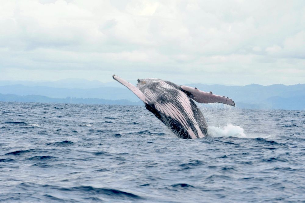 Picture of humpback whale breaching 