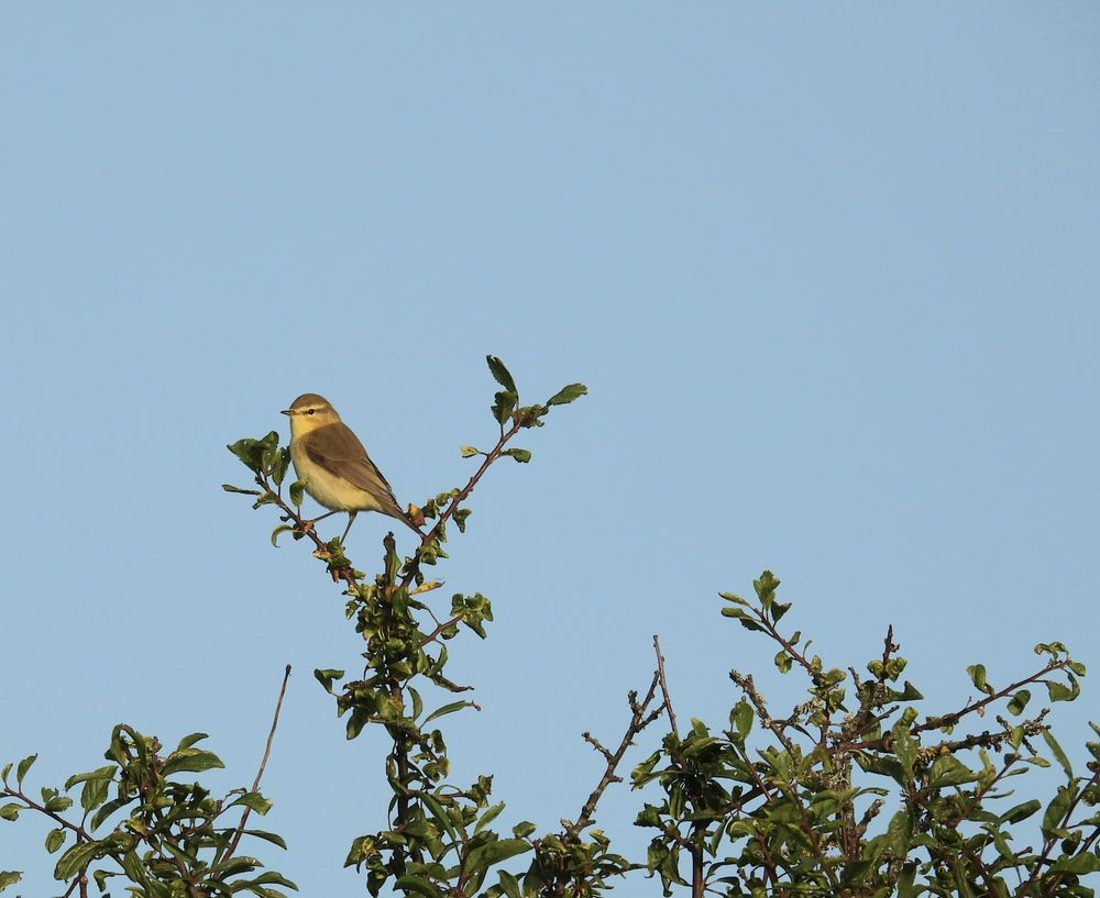 Willow Warbler