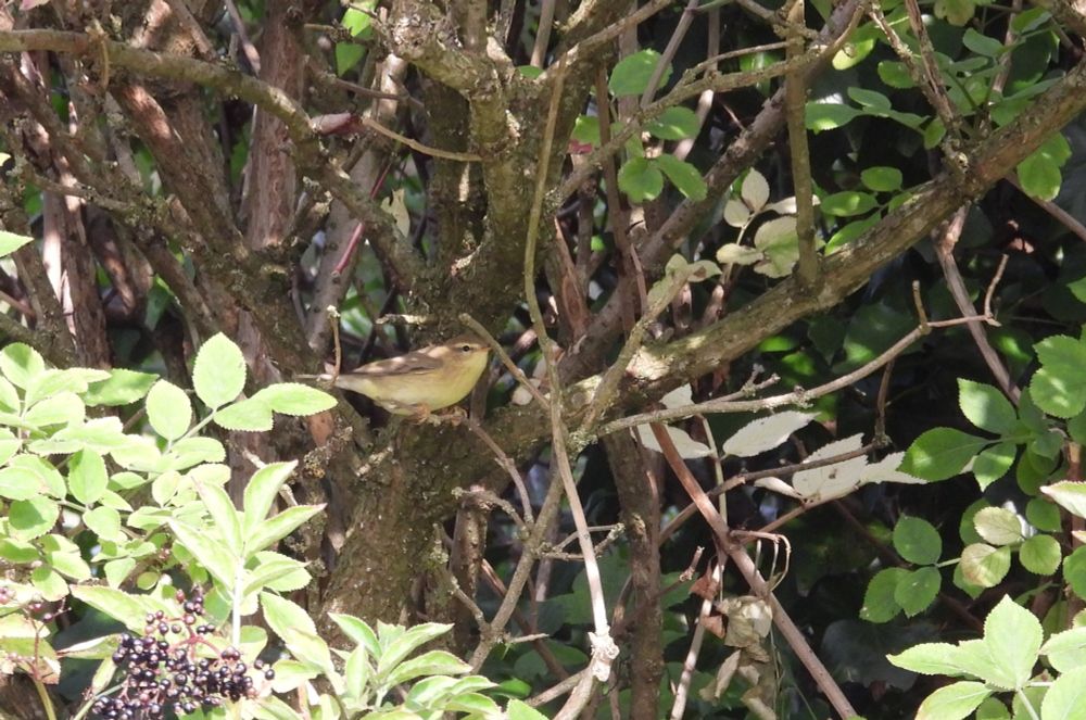 Willow Warbler