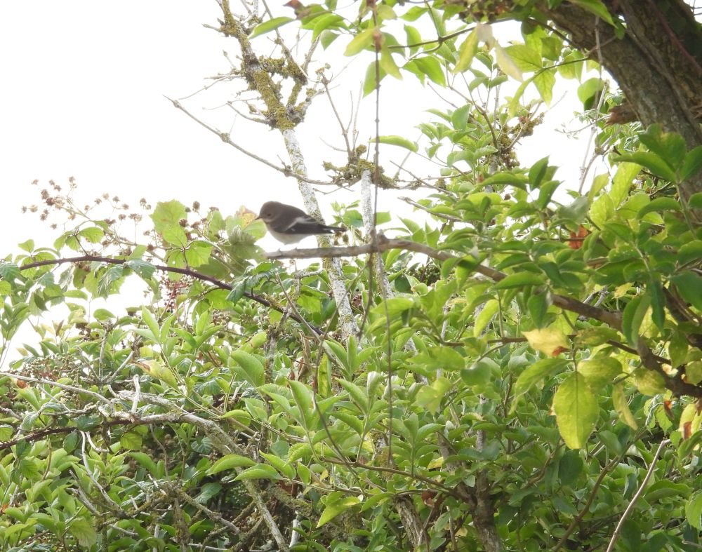 Pied Fly