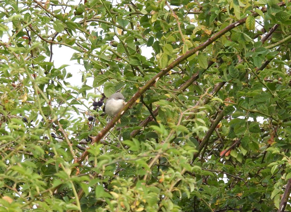 Lesser Whitethroat 