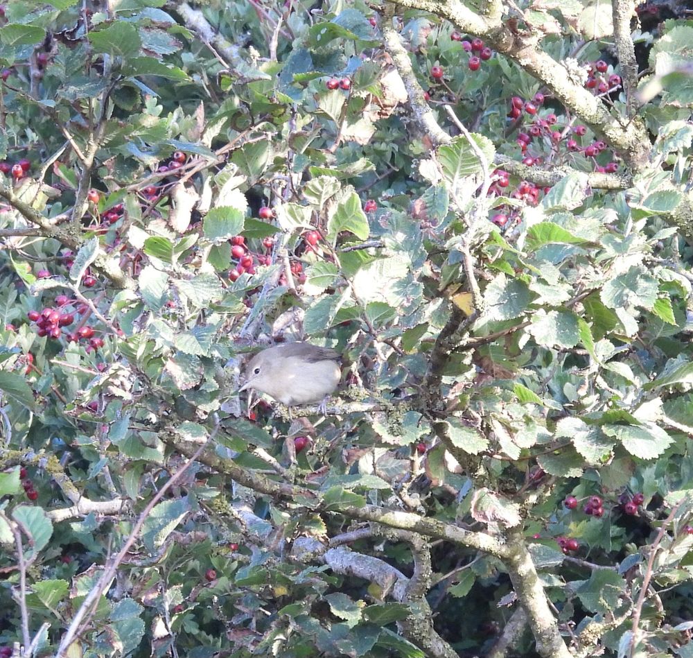 Garden Warbler