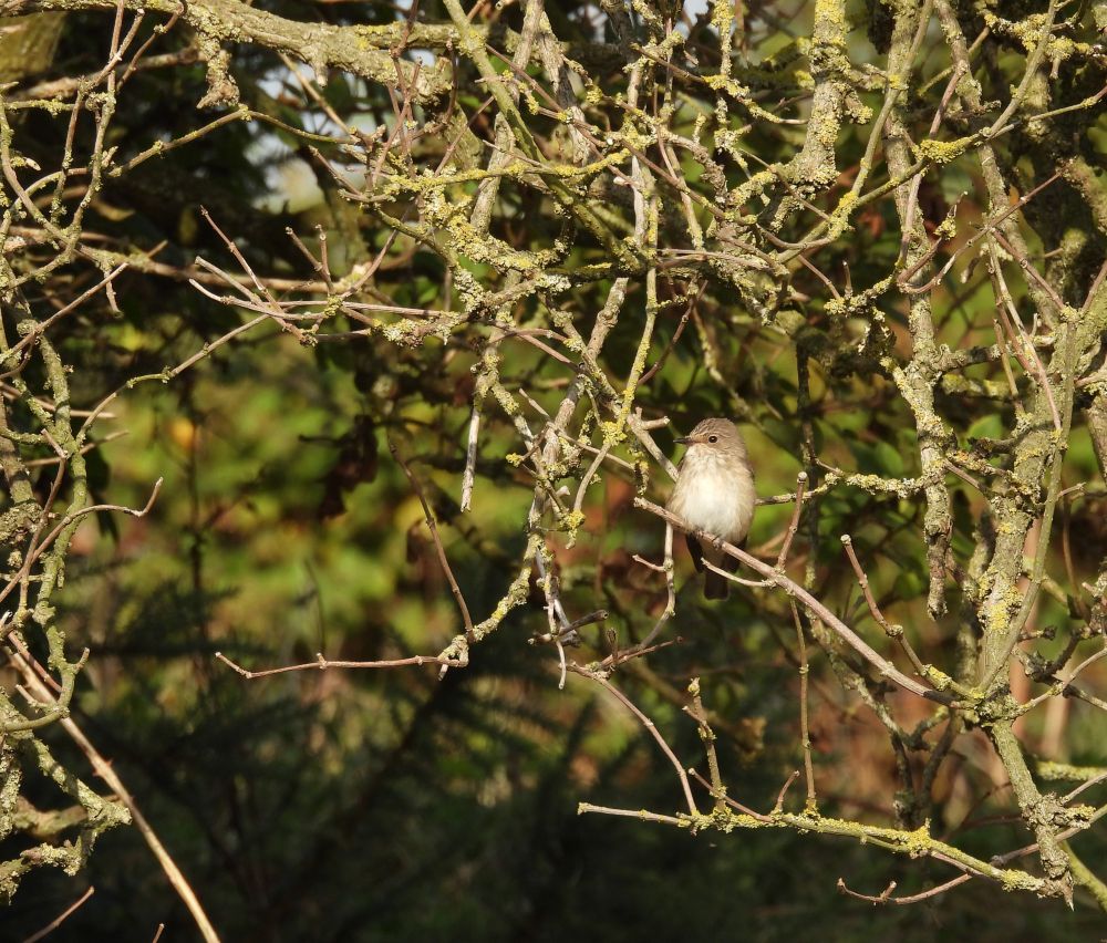 Spot Fly