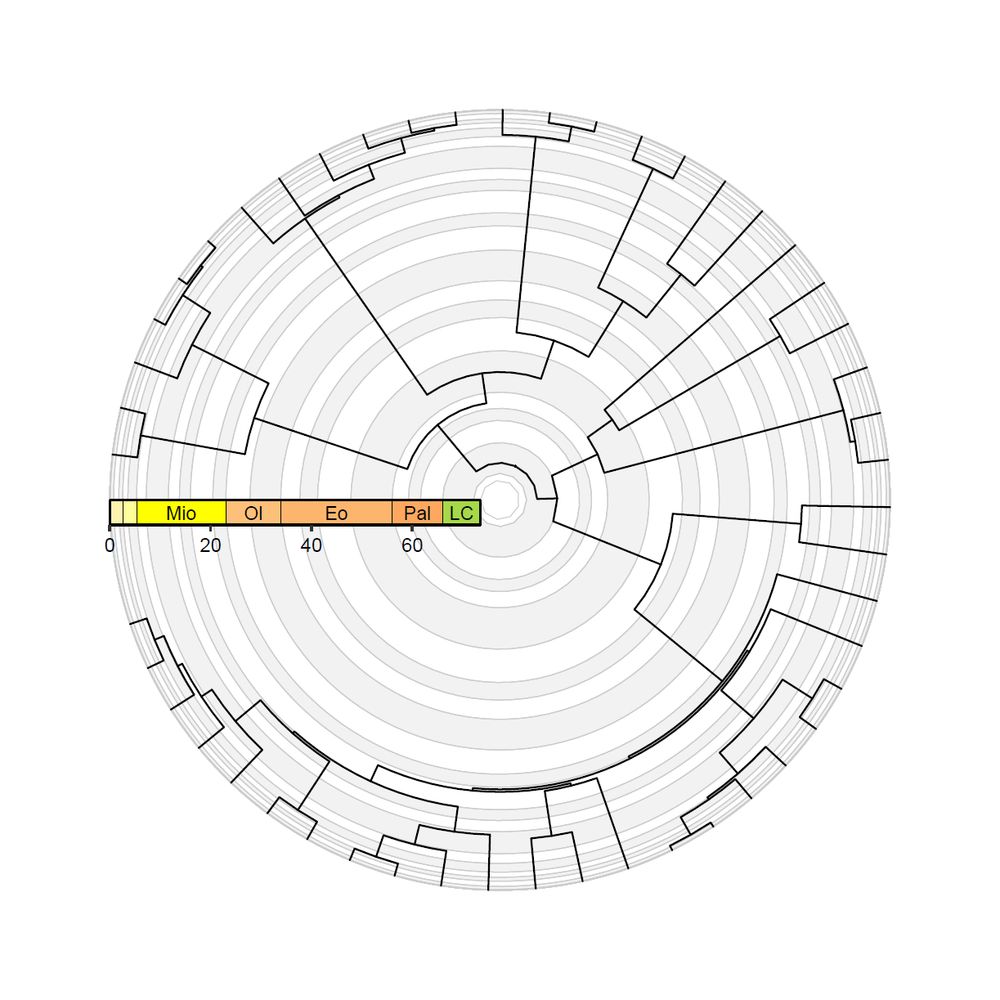 A mammal phylogeny (Garland et al., 1992) plotted in the fan layout using the ggtree and deeptime packages. The greyscale concentric circles in the background indicate geological stages, whereas the linear colored timescale indicates geological epochs.