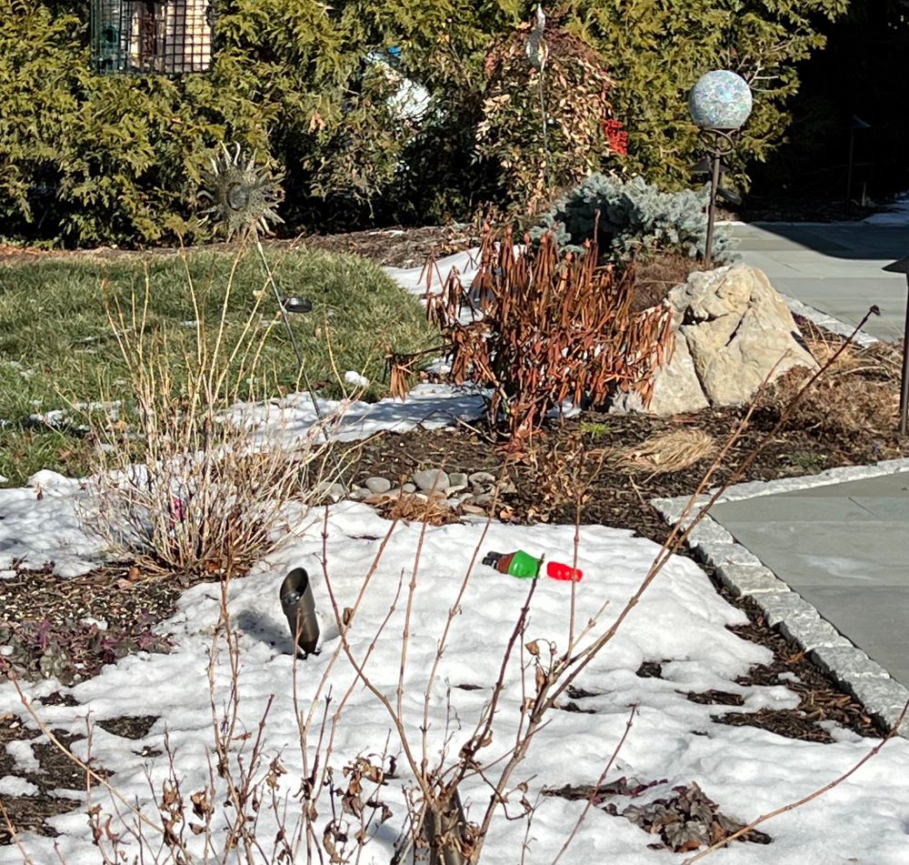 A bed of garden perennials is covered with snow. The plants are brown sticks at this point. In the center of the snow is a red and green garden gnome, face down. 