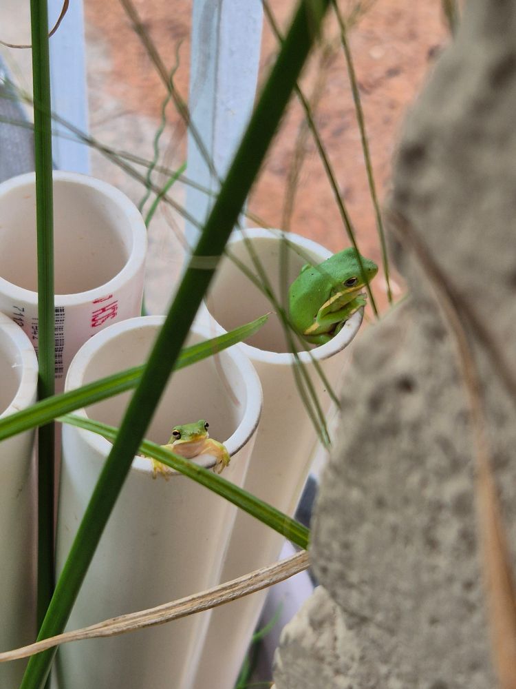 2 tree frogs in a pvc pipes