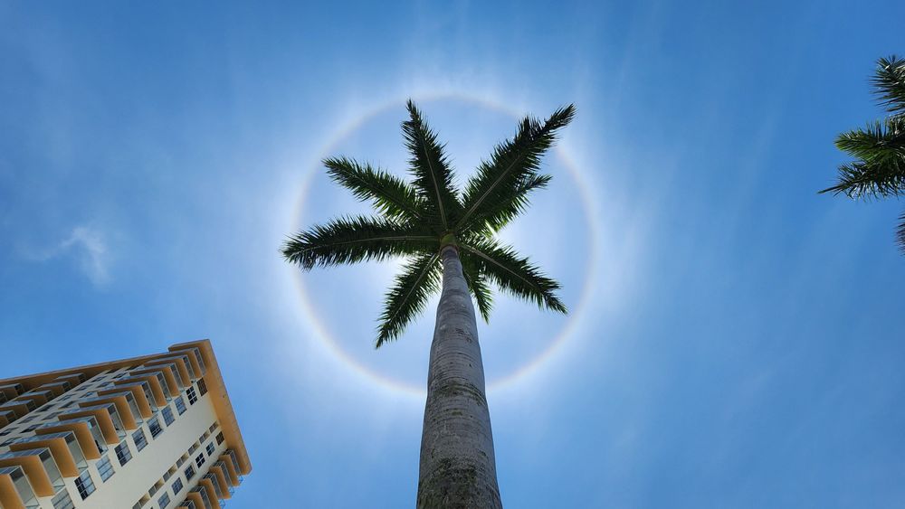 Sun halo around palm tree in Sunny Isles Beach, Florida.