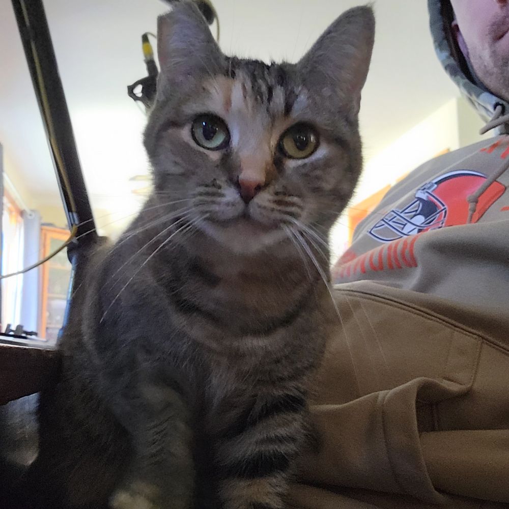 My other cat Muffin, a strong independent woman.