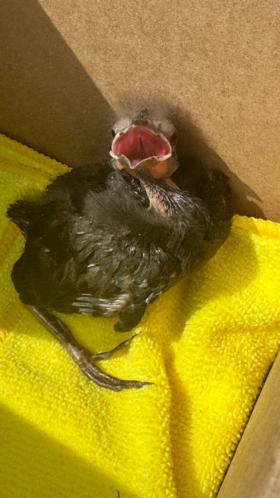 A baby grackle with its mouth open