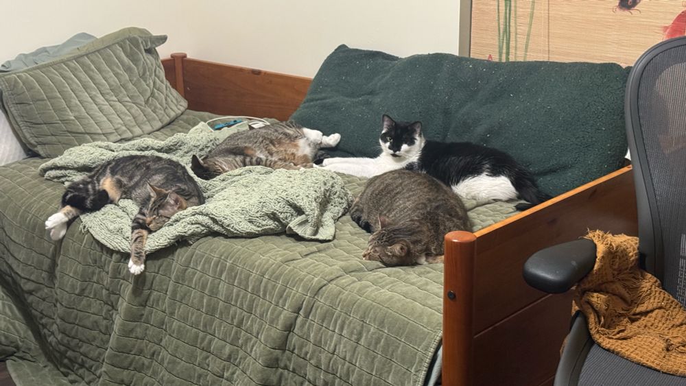 A gang of cats hog a whole bed 