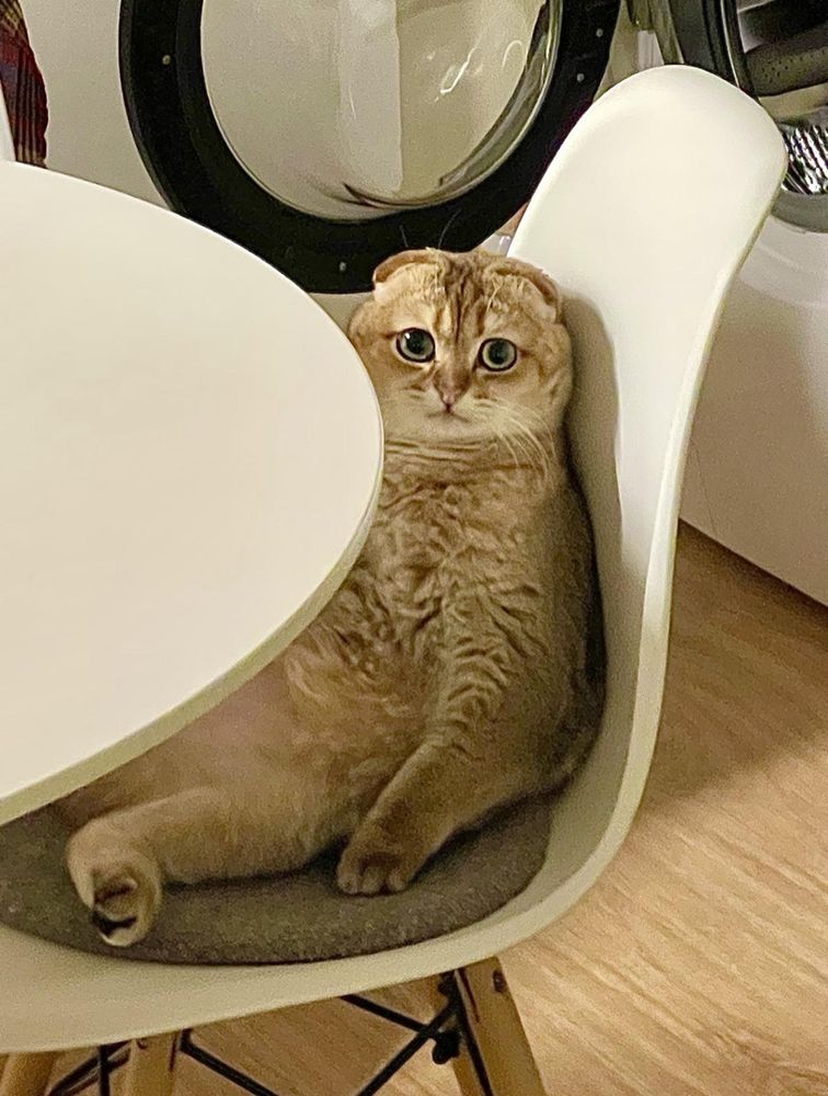 A cat sitting like a sad person at a dining table