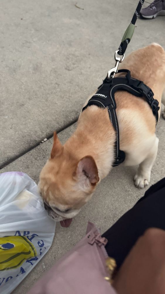 Dog sniffing bag