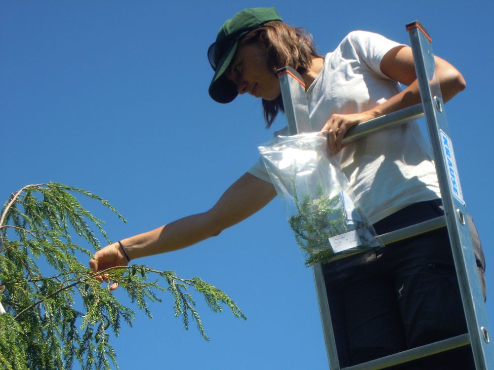 A person standing on a ladder collecting conifer needles of the species Tsuga canadensis