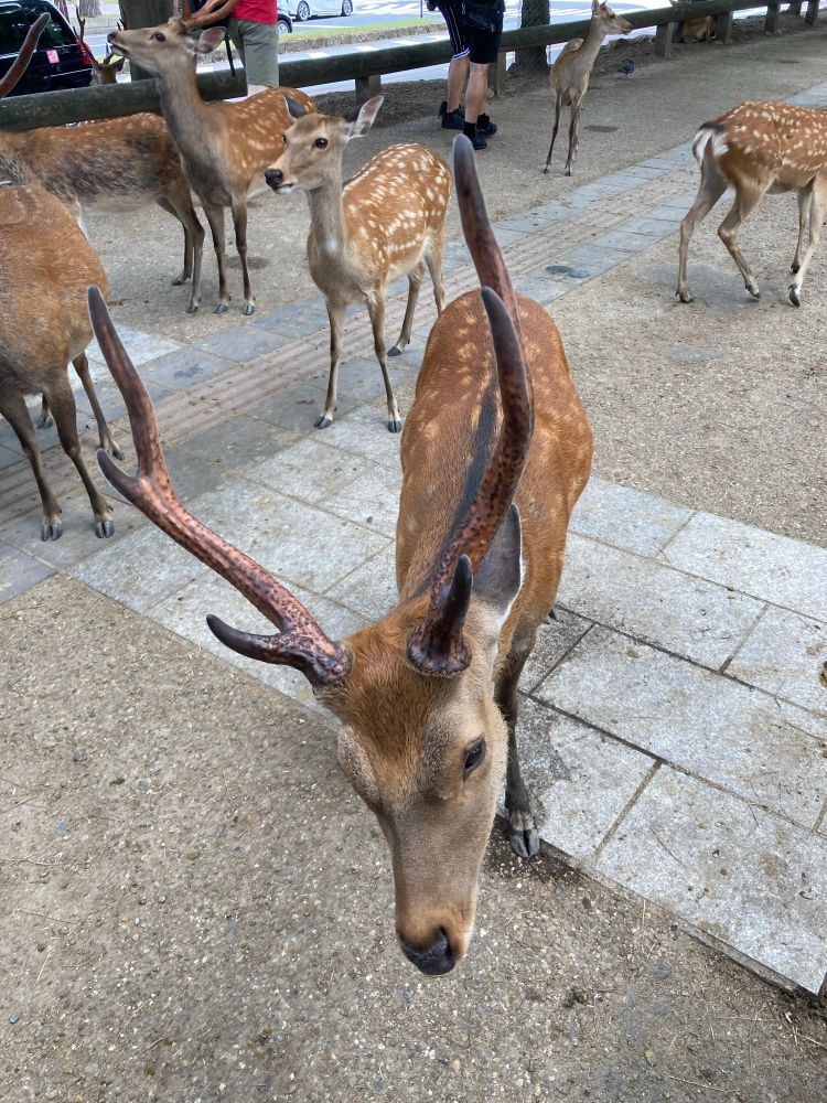 A few sika deer. Looking for crackers.