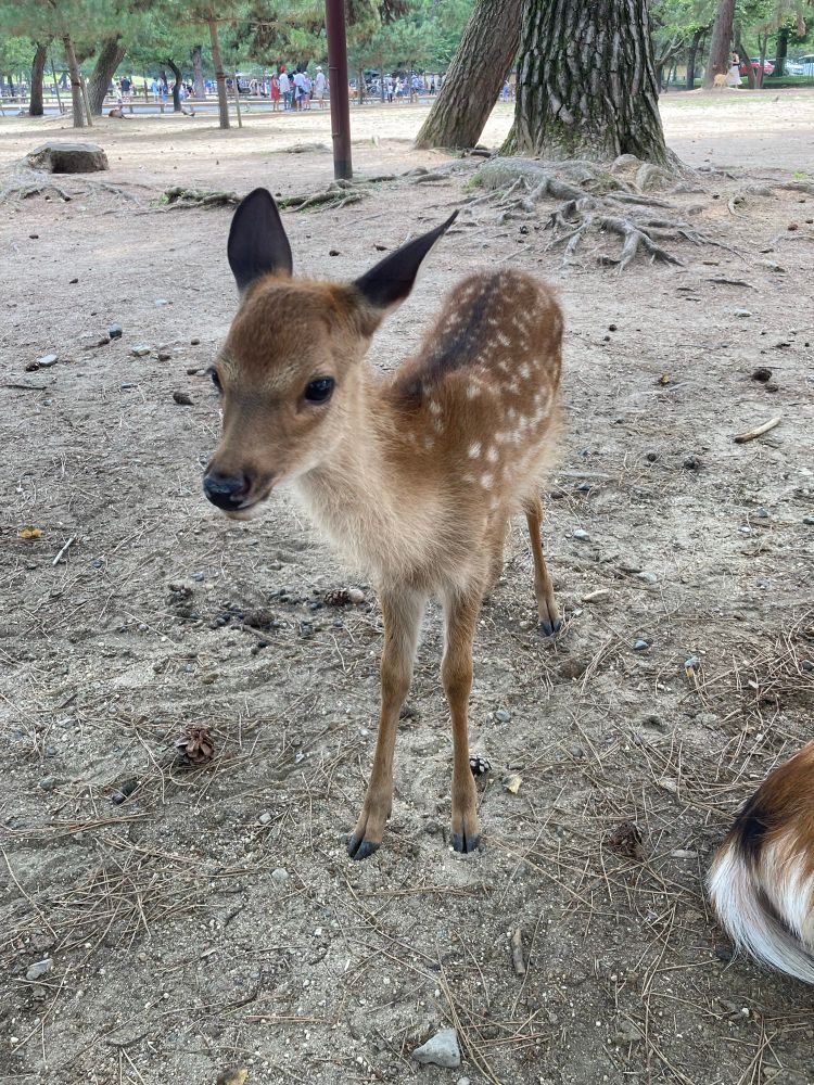 A sika fawn. Spotted and adorable. Bitey.