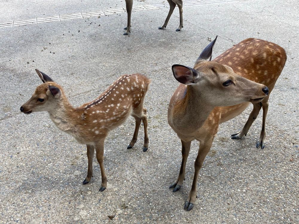 Sika deer, looking for crackers.