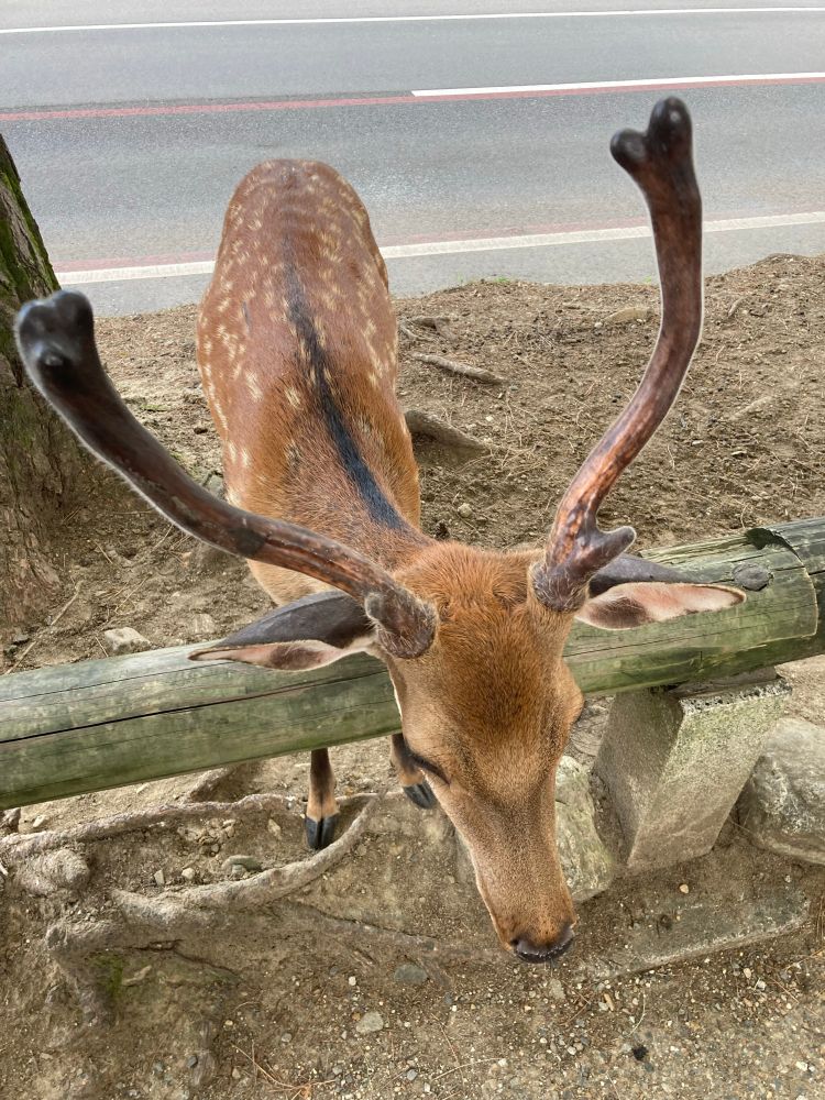 Sika stag. Bitey.