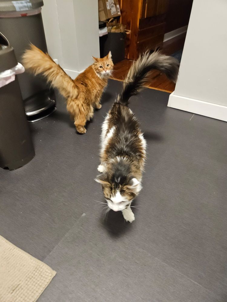 Orange fluffy tabby and a small fluffy brown and white cat