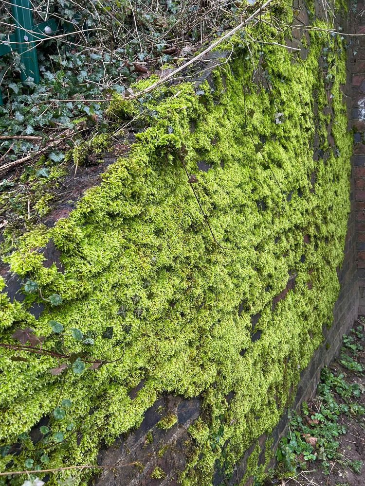 A mossy wall